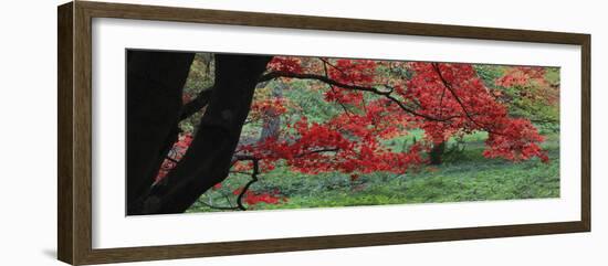 Maple Glade XI-Bill Philip-Framed Giclee Print