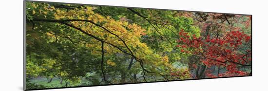 Maple Glade XII-Bill Philip-Mounted Giclee Print
