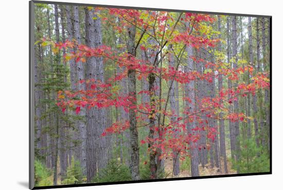 Maple in Fall, Hiawatha National Forest, Near Munising, Michigan-Richard and Susan Day-Mounted Photographic Print