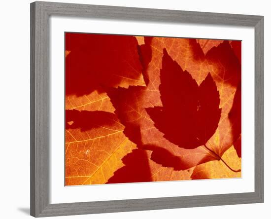 Maple Leaf Collage, Washington, USA-null-Framed Photographic Print