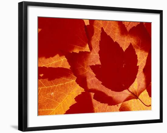 Maple Leaf Collage, Washington, USA-null-Framed Photographic Print