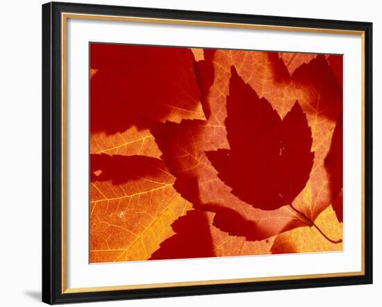 Maple Leaf Collage, Washington, USA-null-Framed Photographic Print