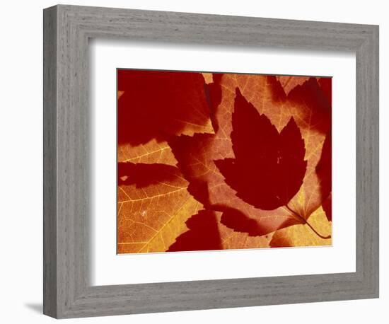 Maple Leaf Collage, Washington, USA-Jamie & Judy Wild-Framed Photographic Print