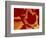 Maple Leaf Collage, Washington, USA-Jamie & Judy Wild-Framed Photographic Print