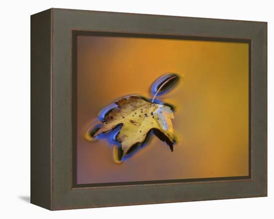 Maple Leaf Floating on Water Surface with Autumn Reflections, Michigan, USA-Mark Carlson-Framed Premier Image Canvas