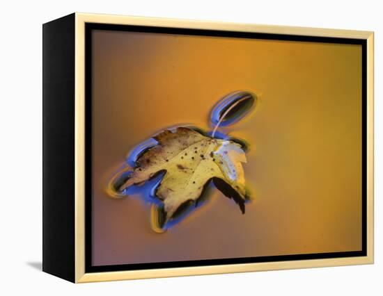 Maple Leaf Floating on Water Surface with Autumn Reflections, Michigan, USA-Mark Carlson-Framed Premier Image Canvas