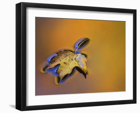 Maple Leaf Floating on Water Surface with Autumn Reflections, Michigan, USA-Mark Carlson-Framed Photographic Print