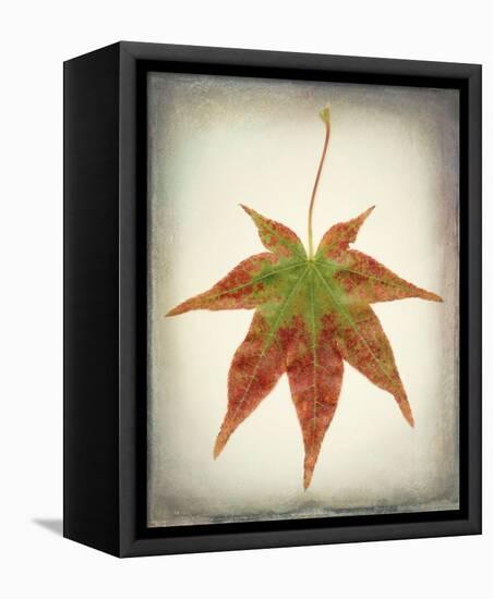 Maple Leaf I-Kathy Mahan-Framed Stretched Canvas