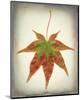 Maple Leaf I-Kathy Mahan-Mounted Photo