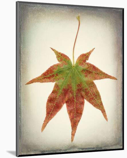 Maple Leaf I-Kathy Mahan-Mounted Photo