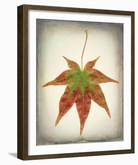 Maple Leaf I-Kathy Mahan-Framed Photo