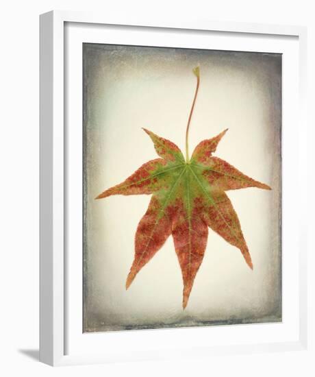 Maple Leaf I-Kathy Mahan-Framed Photo