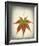 Maple Leaf I-Kathy Mahan-Framed Photo