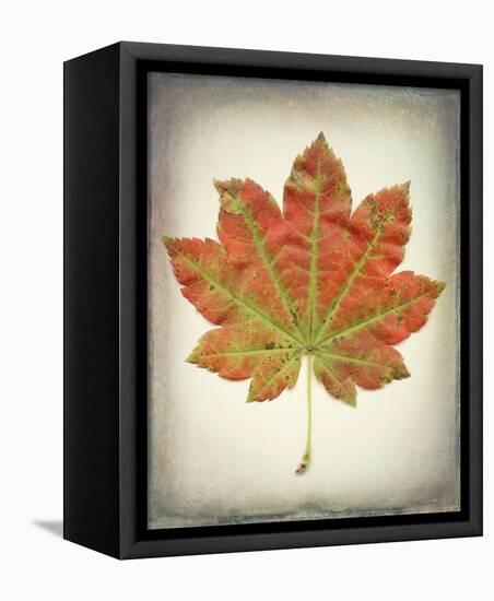 Maple Leaf II-Kathy Mahan-Framed Stretched Canvas