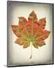 Maple Leaf II-Kathy Mahan-Mounted Photo