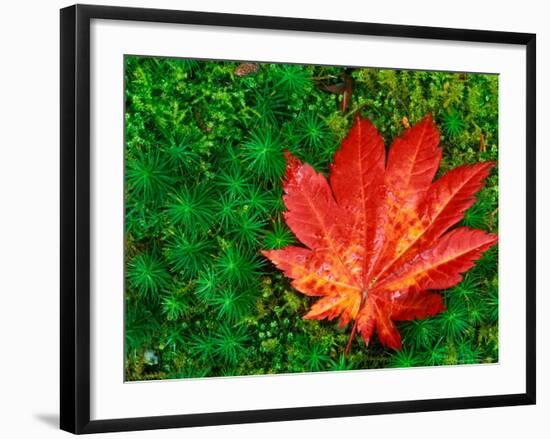 Maple Leaf on Moss in a Japanese Garden, Seattle, Washington, USA-Rob Tilley-Framed Photographic Print