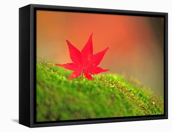 Maple Leaf on Moss-null-Framed Premier Image Canvas