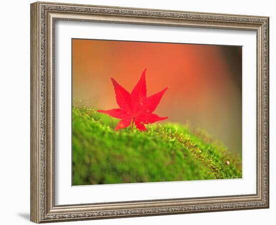 Maple Leaf on Moss-null-Framed Photographic Print