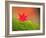 Maple Leaf on Moss-null-Framed Photographic Print