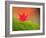 Maple Leaf on Moss-null-Framed Photographic Print