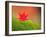 Maple Leaf on Moss-null-Framed Photographic Print