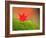 Maple Leaf on Moss-null-Framed Photographic Print