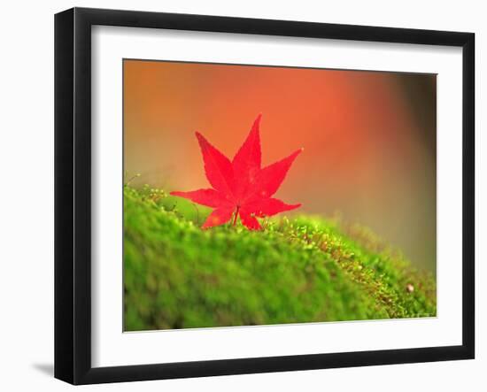 Maple Leaf on Moss-null-Framed Photographic Print