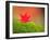 Maple Leaf on Moss-null-Framed Photographic Print