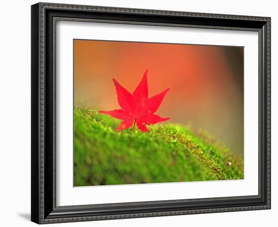 Maple Leaf on Moss-null-Framed Photographic Print