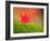 Maple Leaf on Moss-null-Framed Photographic Print