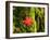 Maple Leaf on Moss-null-Framed Photographic Print