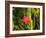 Maple Leaf on Moss-null-Framed Photographic Print