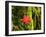 Maple Leaf on Moss-null-Framed Photographic Print