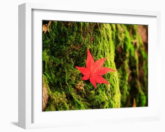 Maple Leaf on Moss-null-Framed Photographic Print