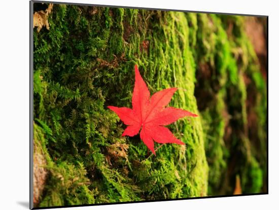 Maple Leaf on Moss-null-Mounted Photographic Print