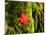 Maple Leaf on Moss-null-Mounted Photographic Print