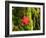 Maple Leaf on Moss-null-Framed Photographic Print