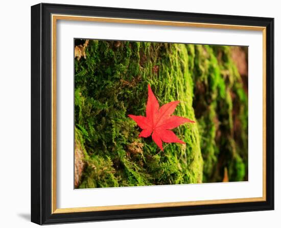 Maple Leaf on Moss-null-Framed Photographic Print