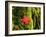 Maple Leaf on Moss-null-Framed Photographic Print