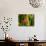 Maple Leaf on Moss-null-Photographic Print displayed on a wall