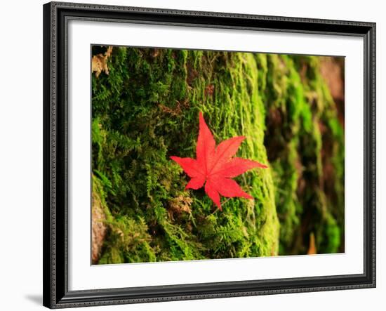 Maple Leaf on Moss-null-Framed Photographic Print