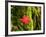 Maple Leaf on Moss-null-Framed Photographic Print