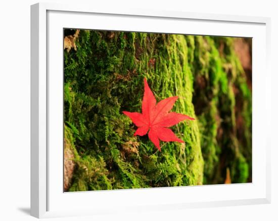 Maple Leaf on Moss-null-Framed Photographic Print