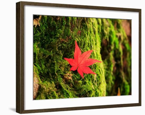 Maple Leaf on Moss-null-Framed Photographic Print