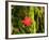 Maple Leaf on Moss-null-Framed Photographic Print