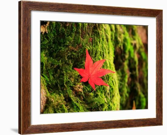 Maple Leaf on Moss-null-Framed Photographic Print