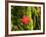 Maple Leaf on Moss-null-Framed Photographic Print