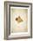 Maple leaf on yellowed paper, beige-Axel Killian-Framed Photographic Print