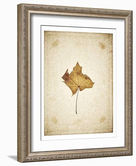 Maple leaf on yellowed paper, beige-Axel Killian-Framed Photographic Print