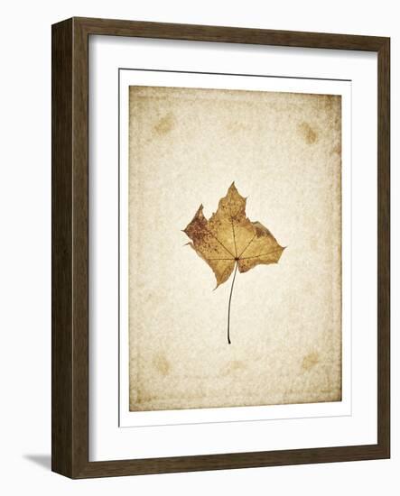 Maple leaf on yellowed paper, beige-Axel Killian-Framed Photographic Print